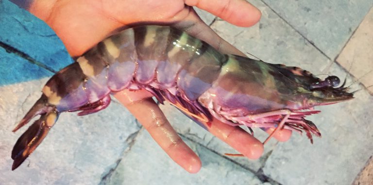 Kenali udang harimau & cara memancingnya!!