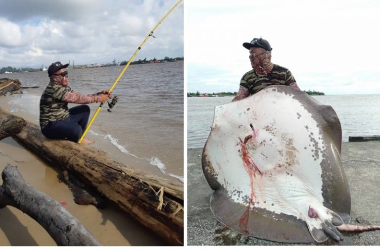 Pemancing Sarawak pecah rekod tangkapan pari 103kg!