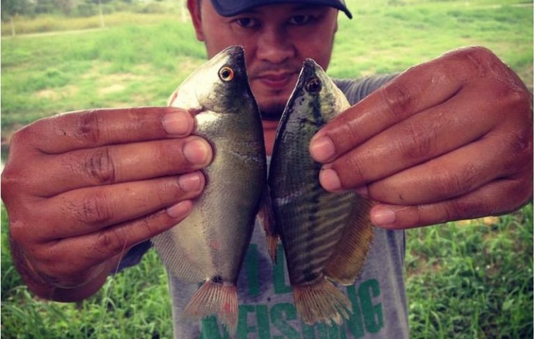 Kenali keluarga ikan sepat!!