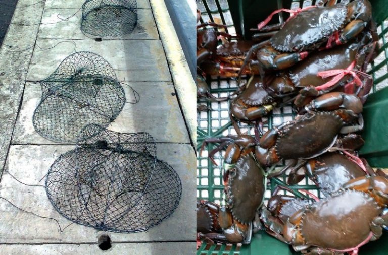 Panduan memasang bento ketam nipah!!