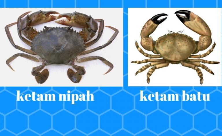 “Ketam nipah halal dimakan” – Majlis Fatwa!!