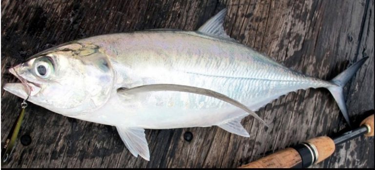 Profil ringkas ikan cencaru