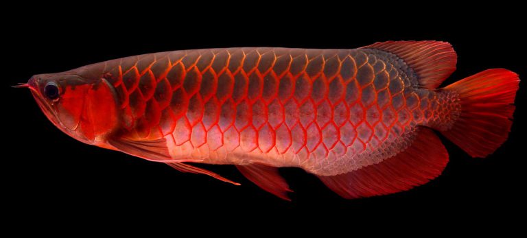 Umpanpedia: Fahami Pengkelasan Ikan!!