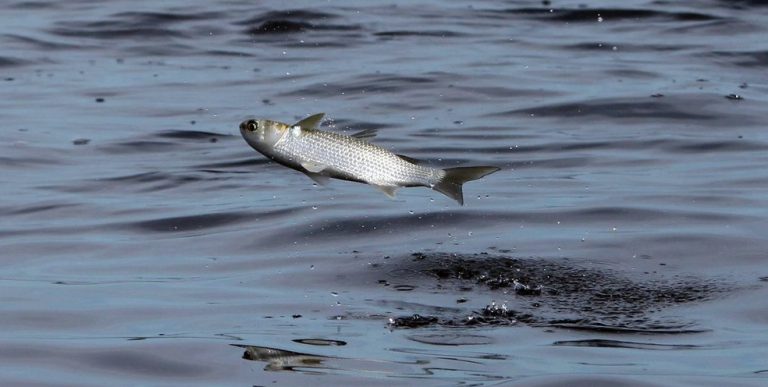 Wacana: Kenapa ikan belanak suka melompat?!