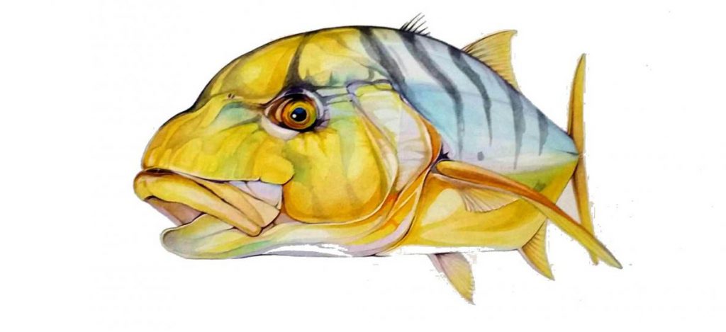 Mengenal Habitat Tabiat Ikan Gerong Belang Umpan