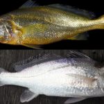 ikan (20)