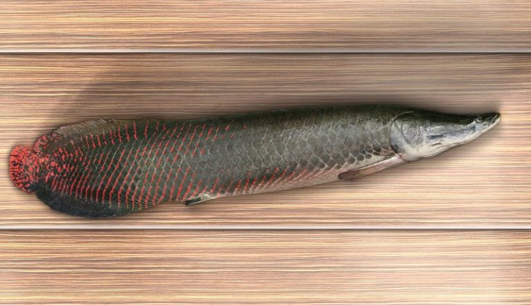Kenali Ikan Arapaima!!