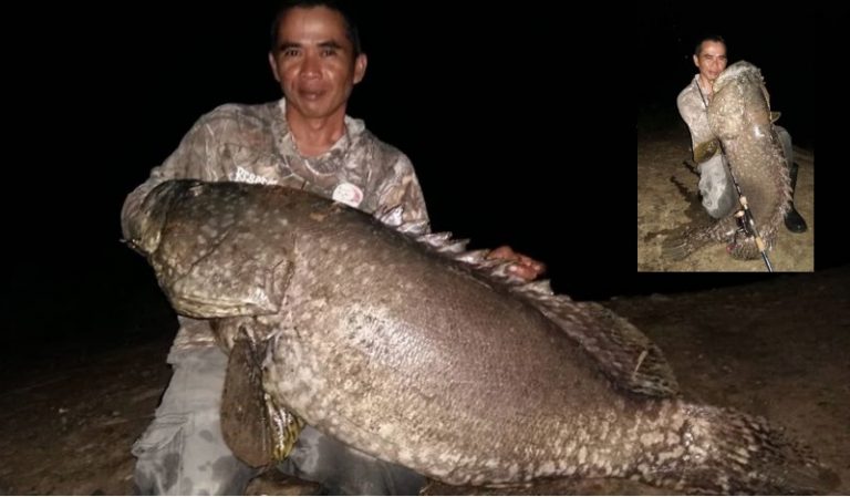 Rekod Landbase Casting Kerapu 38kg!