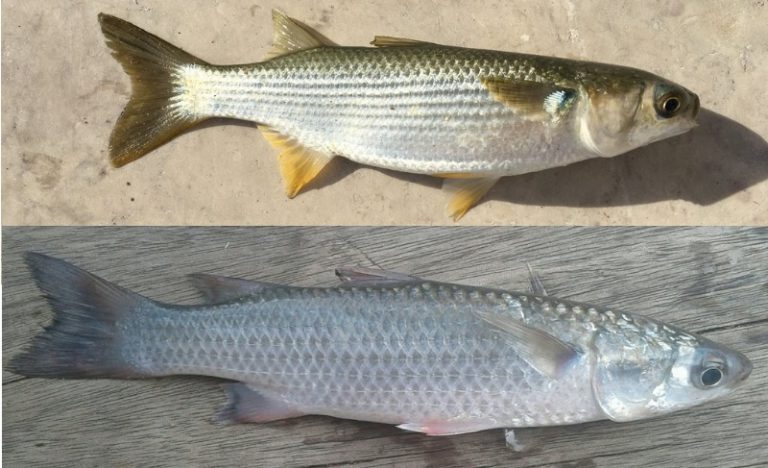 Kenali Ikan Belanak!!