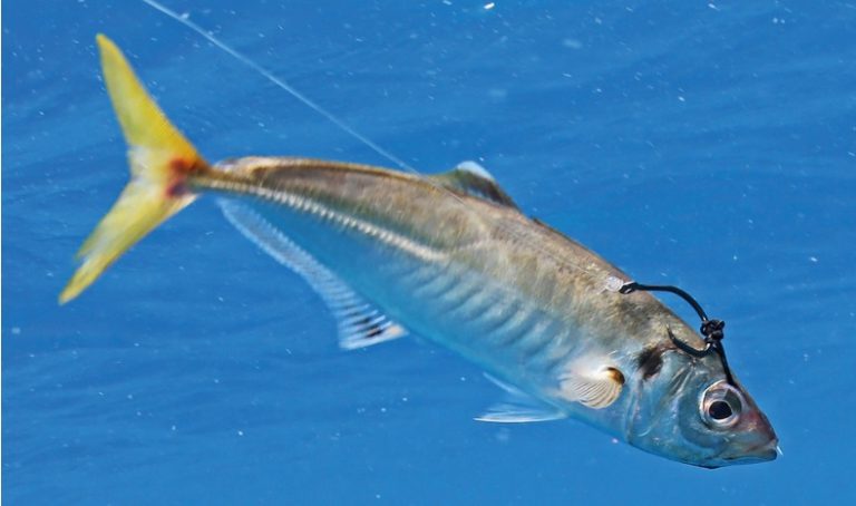 Korang Tanya Umpan Jawab – Umpan dan mata kail nak pancing ikan merah??