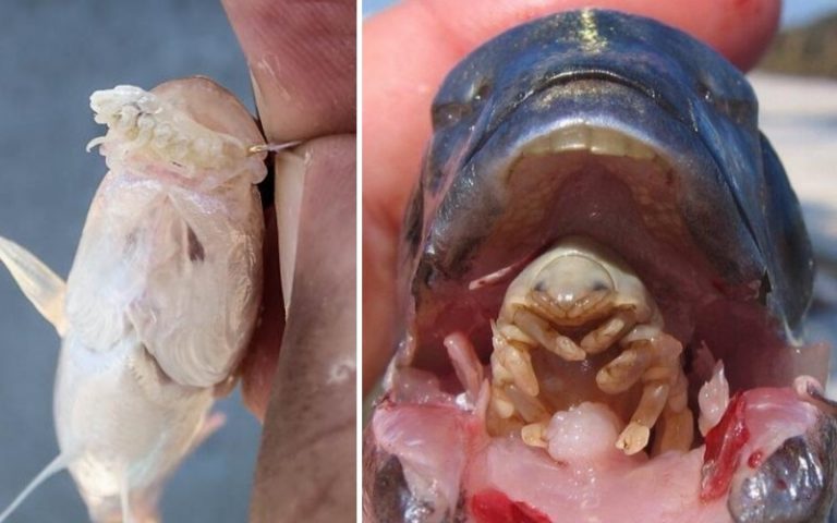 Ketahui Parasit Yang Sering Ditemui Dalam Mulut Ikan!!