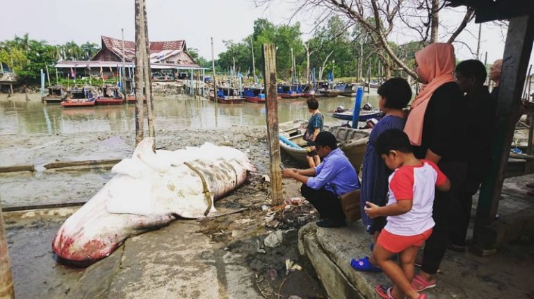 Yu Paus `Mati Tua’ Ditemui Di Perairan Johor