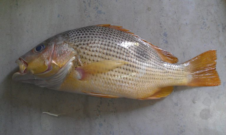 Kenali Ikan Jenahak (kemaskini)!!