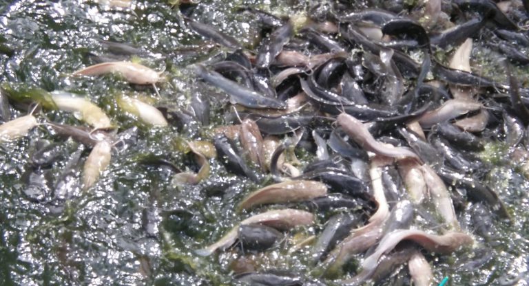 Korang Tanya Umpan Jawab – Hukum Makan Ikan Yang Diberi Makan Benda Kotor??