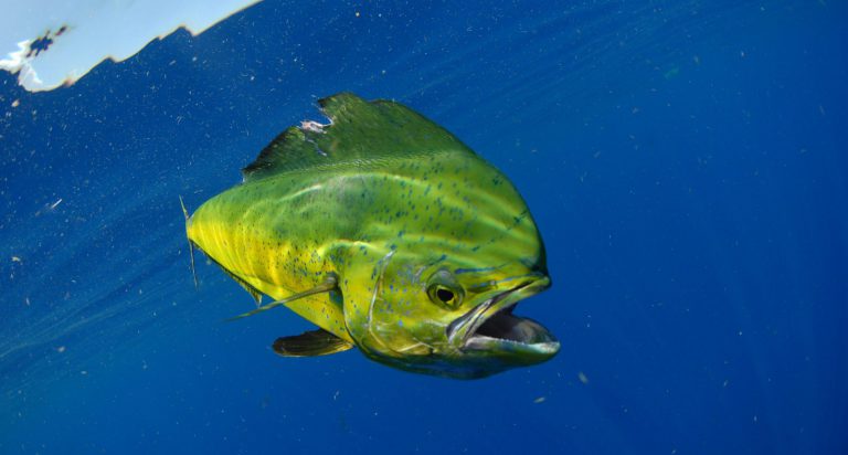 Info Profil Ikan Belitong