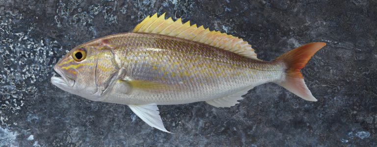 Kenali Ikan Goldband Snapper!!
