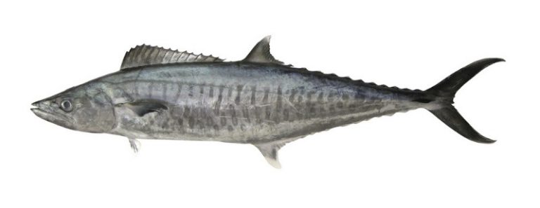 Kenali Ikan Tenggiri Batang