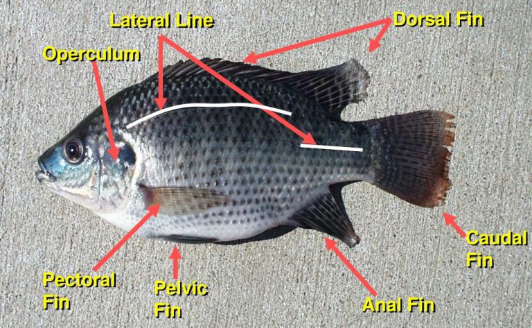 Anatomi Utama Luaran Badan Ikan