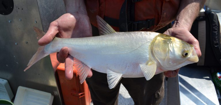 Kenali Ikan Tongsan Sisik Halus!!