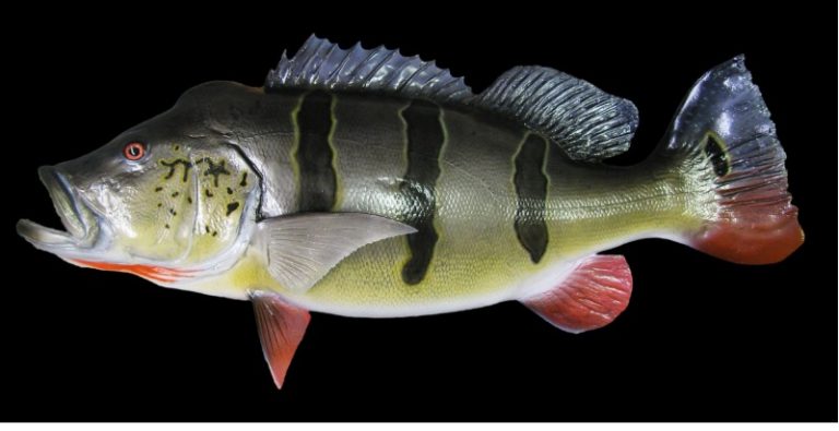 Kenali Si Temmy Raja Peacock Bass!!