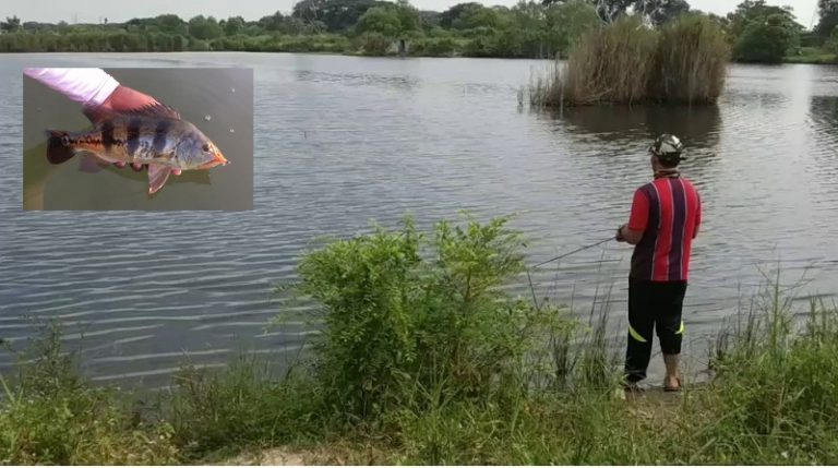 Wacana: PB – Perosak ekosistem Atau Penyelamat Sukan Memancing??
