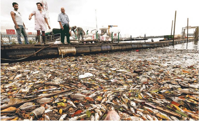 5 Kejadian Misteri Kematian Ikan