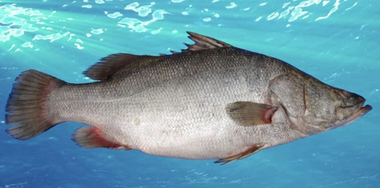 Profil Ringkas Ikan Kerakap Nil!!