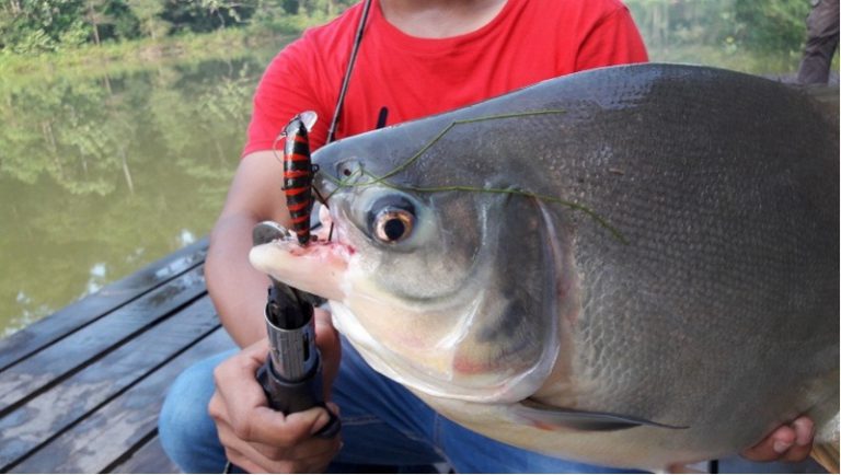 Umpan & Teknik Umpan Memancing Pacu!!
