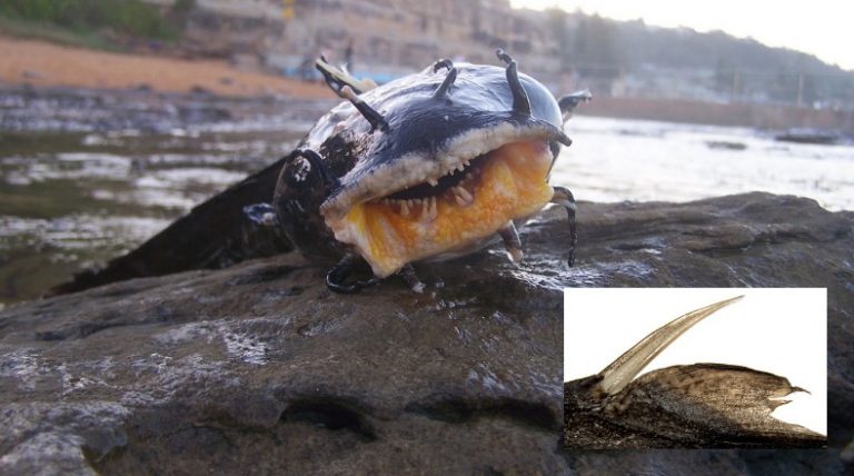 Bisa Sengat Ikan Yang Paling Padu!!