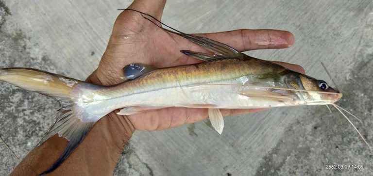 Kenali Ikan Baung!! - Umpan