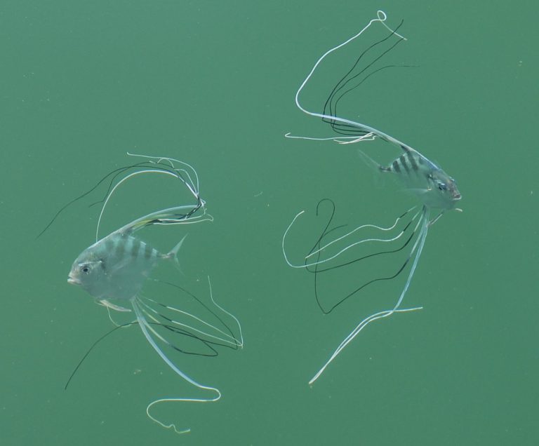 Kenali Ikan Ebek Bulat Umpan