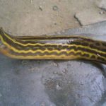 zuss (2)