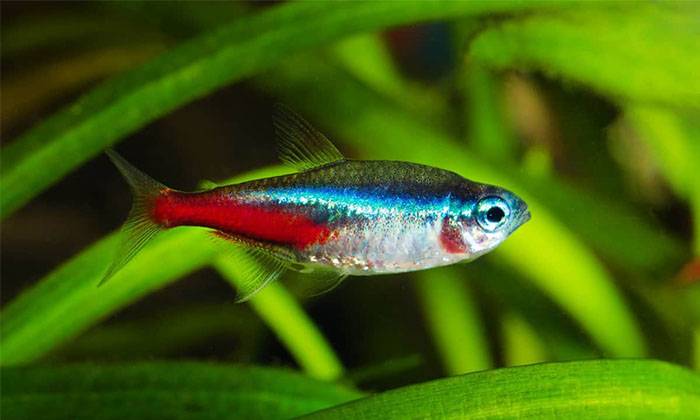 11 Ikan Hiasan Air Masin Yang Mudah Dipelihara Umpan 11 Ikan Hiasan Air Masin Yang Mudah Dipelihara Umpan