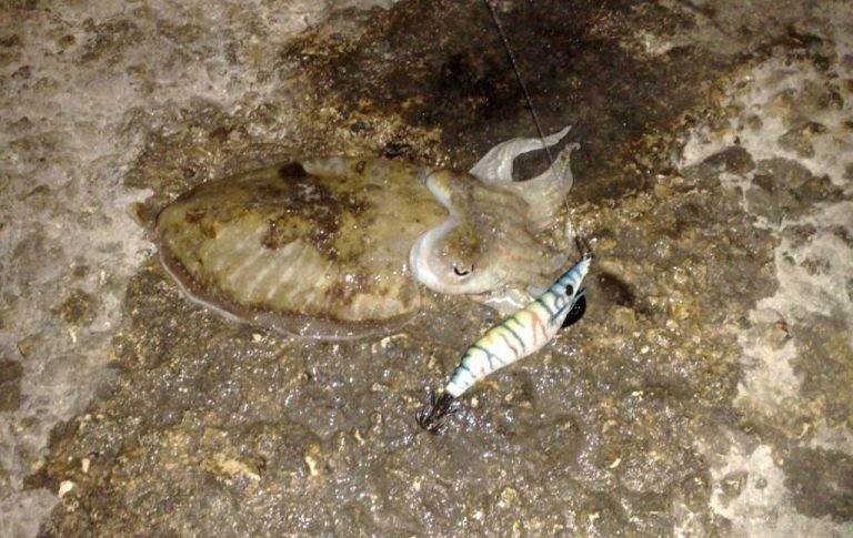 Panduan Jitu Candat Sotong Katak!!