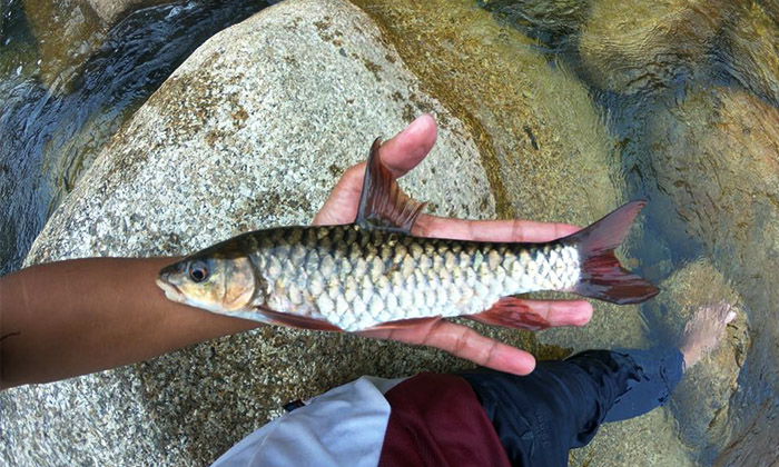 Kenali Ikan Tengas Umpan Kenali Ikan Tengas Umpan