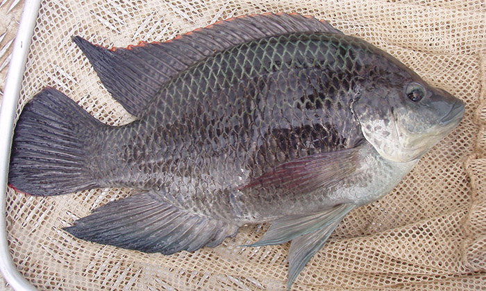 Kenali 3 Spesies Tilapia Utama - Umpan