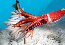 5 Spesies Sotong Popular Umpan
