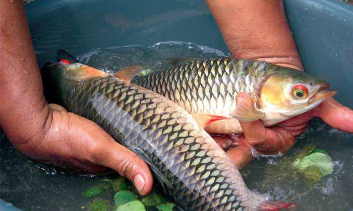Kenali Ikan Jelawat Sultan Umpan