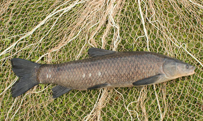 Spesies Ikan Tongsan Import Negara Kita Umpan