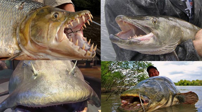 8 Spesies Ikan Berbahaya Untuk Dipancing!!