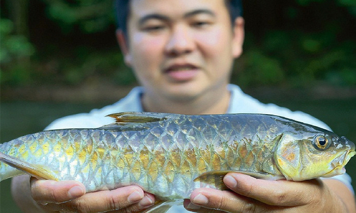 Mengenal Perbezaan Ikan Tengas Dan Kelah Umpan Mengenal Perbezaan Ikan Tengas Dan Kelah Umpan