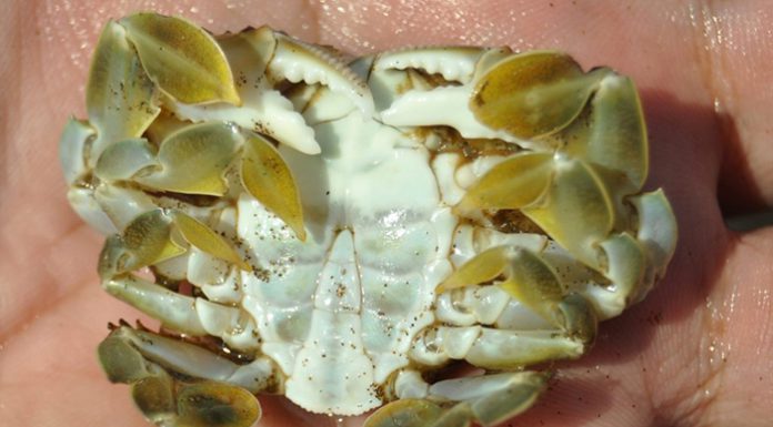 Ketam Ragi Mengenal Habitat, Tabiat Dan Cara Menangkap Ketam Ragi!!