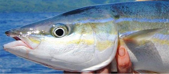 Mengenal Identiti Unik Ikan Pepisang