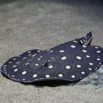 fw Bigtooth River Stingray