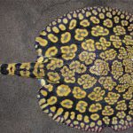 fw Flower Stingray