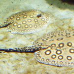 fw Parnaiba River Stingray