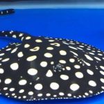 fw Pure Black Diamond Stingray