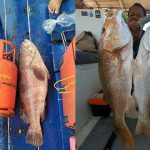 ikan6