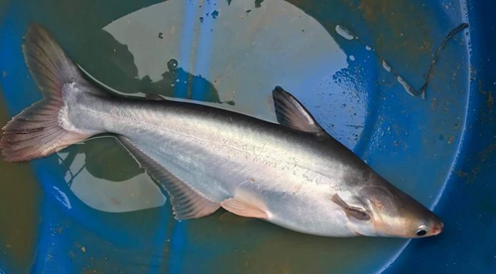 Spesies `Ikan Bermisai’ Yang Paling Seronok Dipancing