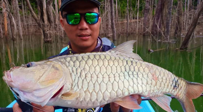 Sebarau Soal Jawab Mancing – Betul Ke Sebarau Dan Badong Adalah Ikan Yang Sama?